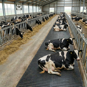 แผ่นยางรองพื้นสำหรับโคแบบหนาพิเศษ ทนทาน ป้องกันการลื่น ให้ความสบาย ใช้ในโรงรีดนม พื้นที่พักพิง คอกแบบฟรีสตอล โรงเรือน ช่วยเพิ่มสุขอนามัยของโค - Product Image 4