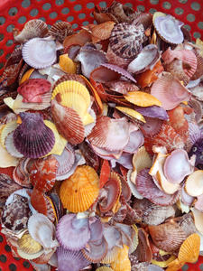 Coquillages à lipettes multiples Coquillages de mer naturels Style glacé - Product Image 4