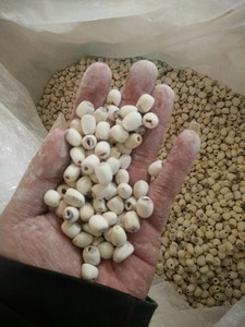 Dried Lotus <b>Seeds</b> Top Grade Exporting Quality in Bulk Ideal <b>for</b> Soups Snacks or Food Ingredient - Product Image 3