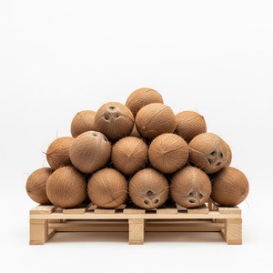 Gran descuento de cocos maduros frescos para exportación, alto contenido de agua y carne blanca, ideal para cocinar y usar aceite - Product Image 4