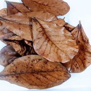 Hojas de Almendro Indio del Océano Atlántico (Terminilia Catappa) 26 Hojas Ecológicas Ahorro de Energía 5W Bolsas de Escritorio para Peces Betta de Agua Negra - Product Image 6