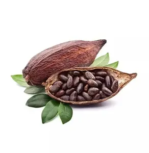 고급 유기농 말린 코코아 콩 판매/유기농 구운 카카오 콩/말린 크리오로 코코아 콩 저렴한 가격