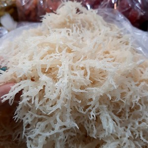 ALGUES COTTONII FRAÎCHEMENT RÉCOLTÉES POUR VOS BESOINS/SOURCE DURABLE/FABRIQUÉ AU VIETNAM - Product Image 4