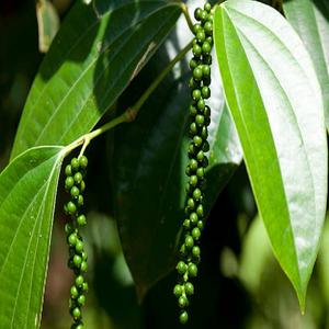 100% huile essentielle de poivre noir naturel pur extrait de plantes en vrac Inde sauvage cultivé disponible en bouteille et emballage de tambour - Product Image 4