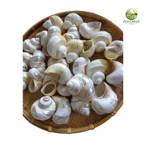 Conchas de Nácar Pulidas Hechas a Mano al por Mayor, Adorno Natural Verde para Acuarios, Suministro para Manualidades DIY y Decoración del Hogar, Grabado - Product Image 5