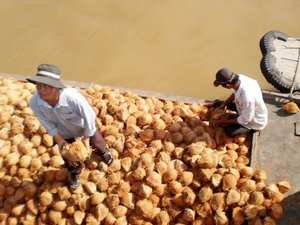 La noix de coco Mature de la spécialité Ben Tre contient de nombreux nutriments sains 100% noix de coco naturelle du Vietnam - Product Image 2