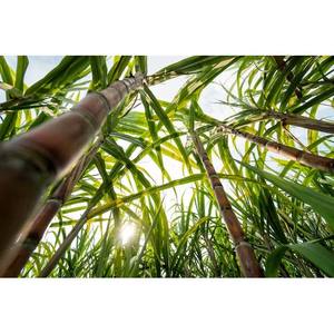 Nuevo cultivo de caña de azúcar congelada 100% productos de limpieza de caña de azúcar natural hechos en Vietnam al por mayor de alta calidad sabor dulce buen precio - Product Image 4