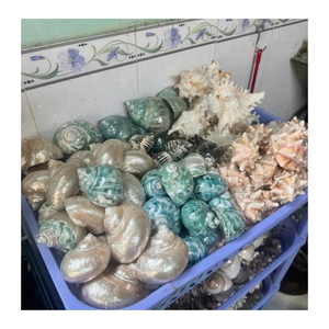 Vietnam Factory 99 Gold Data fournit une coquille de conque en blanc et vert pour les décorations et l'artisanat sur le thème de la mer - Product Image 5