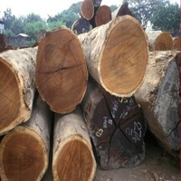 Bûches en bois de hêtre/bois d'épicéa scié bois de pin bois de pin