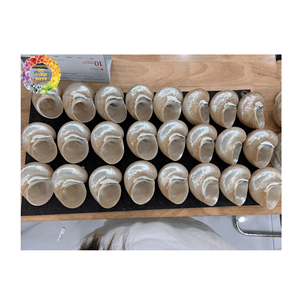 Coquillage élégant Turbo Burgess pour décor-Coquillages naturels du Vietnam, différentes tailles, qualité d'exportation, prêt à expédier - Product Image 3