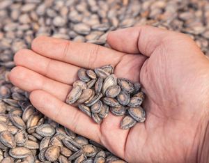 Graines de melon hybride jaune à bas prix - Product Image 5