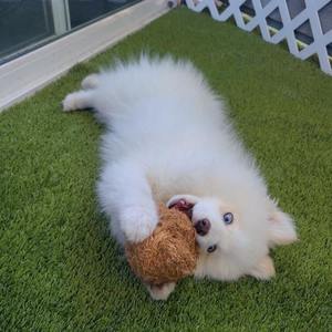 Réduction du stress jouet à mâcher pour animaux de compagnie gros noix de coco corde jouets à mâcher pour mâcheurs agressifs - Product Image 6