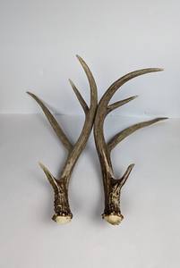 เขากวางสีแดงเขากวางเขากวางเขากวางแดงเขากวางธรรมชาติ - Product Image 2