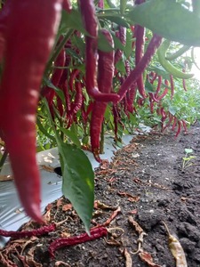 Mulcing Film <b>roll</b> Solution for Sustainable Farming Improved Plant Growth and Efficient Field Management Aquashakti Polymers - Product Image 3