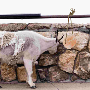 เลียเกลือสัตว์แบบบีบอัดสำหรับการย่อยอาหารของสุนัขวัวแกะแพะวัวควาย - Product Image 6