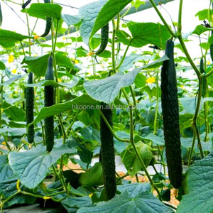Modern Single Span Plastic Greenhouse for Cucumber Growing in Europe Commercial Farming - Product Image 4