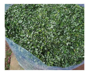 Secado natural crudo de hojas de Moringa Hoja seca de Moringa para la venta - Product Image 1