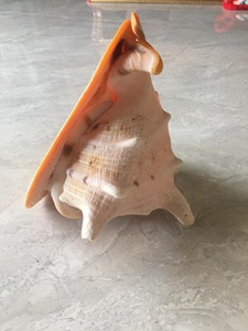 Kích Thước Lớn Trumpet Vỏ Sò Triton Vỏ Sò Vỏ Sò Tự Nhiên Biển Vỏ Có Nguồn gốc Từ Việt Nam - Product Image 4