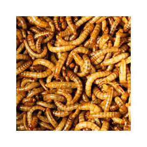 Dried Mealworm Mealworms Freeze Dried Mealworm for Small Pet Food - Product Image 3