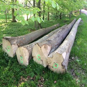 Troncos de Fresno blancos europeos disponibles Madera de primera calidad para quemar y carpintería Compre con confianza Entrega rápida al por mayor - Product Image 3