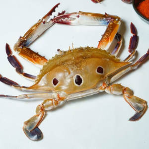 Bulk Frozen 3 Spot Crab Mejor Precio Venta al por mayor Exportación Mariscos Proveedor Fabricantes de confianza en todo el mundo - Product Image 2