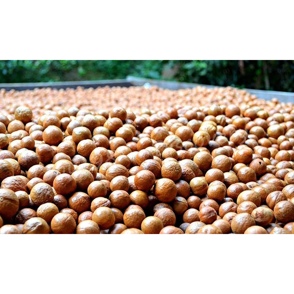Macadamia Nuts Original a Grade Raw bag Packaging Dried Price of Macadamia Natural Color Natural Sweet