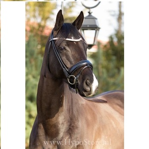 Precio barato, venta al por mayor, nueva tendencia, estilo de moda, último diseño, brida de cuero de caballo de alta calidad - Product Image 5