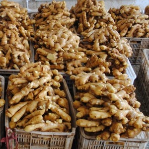 Mejor Precio, Calidad Premium, Jengibre Amarillo Fresco, Bolsa de Malla de 200 kg, Sabor Natural de Vietnam, En Venta - Product Image 1