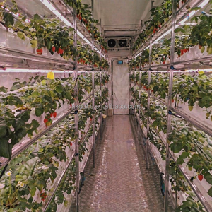 Ferme verticale hydroponique de fraises en conteneurs pour une production de fraises à haut rendement et une agriculture intelligente - Product Image 6