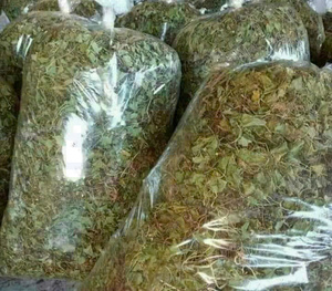 CHAUDE 2024 EXPORTATIONS DU VIETNAM FEUILLES D'AROTE À PENNIÈRE SÉCHÉES/FEUILLES DE CENTELLA ASIATICA POUR SOUTENIR LA SANTÉ ET FOURNIR LA NUTRITION DU CORPS - Product Image 6