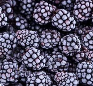 Mora negra congelada de calidad premium para exportación a granel, sin aditivos, fruta recién cosechada, ideal para batidos, postres, repostería y uso comercial. - Product Image 1