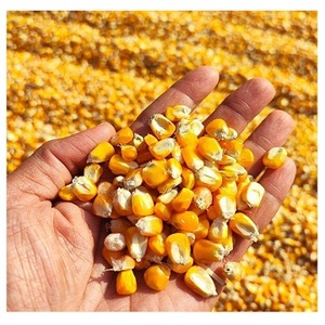 Maïs jaune sec/maïs pour l'alimentation animale pour l'exportation vers l'Australie - Product Image 3