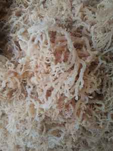 Buen precio para algas marinas secas de musgo marino irlandés grado limpio Eucheuma Cottonii tamaño grande Seamoss ensalada uso para exportación - Product Image 5