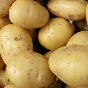Vente en gros de pommes de terre fraîches de Hollande : savourez des pommes de terre délicieuses à des prix abordables pour vos repas. Pommes de terre sucrées, biologiques et fraîches à prix réduits. - Product Image 5