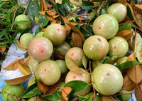 Pomme étoilée vietnamienne fraîche, fruit tropical sucré, qualité supérieure pour l'importation et la distribution