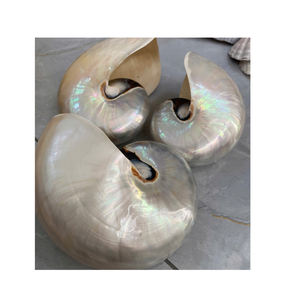 Suministro mayorista de conchas marinas Nautilus pulidas de conchas decorativas naturales de Vietnam para joyería artesanal - Product Image 5