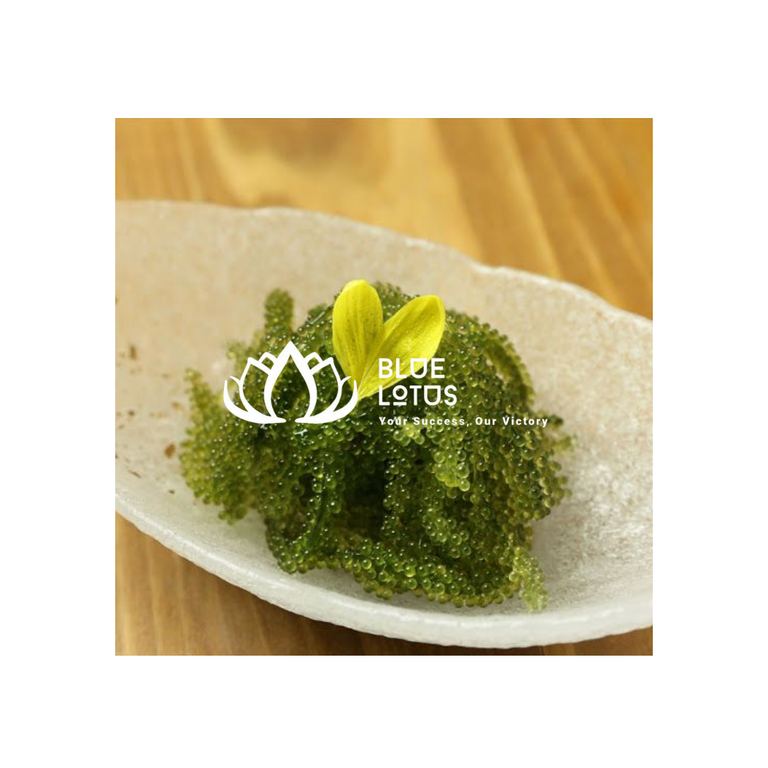 Вьетнамский морской виноград Caulerpa Lentillifera/обезвоженные водоросли для приготовления пищи