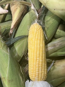 Granos de Maíz Amarillo Congelados de Primera Calidad, Maíz Dulce Natural para Distribuidores Globales, Venta al por Mayor a Granel, Estándar de Servicio de Alimentos - Product Image 4