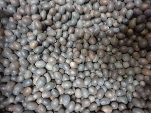 GRAINES DE LOTUS NOIRES SÉCHÉES DU Vietnam AU MEILLEUR PRIX // QUALITÉ PREMIUM avec 100% NATUREL - Product Image 6