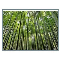 Semillas de Bambú Dendrocalamus Strictus de Crecimiento Rápido, Sin OMG, 90-95% de Germinación, 10-12 Días, Altura de Cultivo de 40-60 pies, Temporada de Verano/Monzón