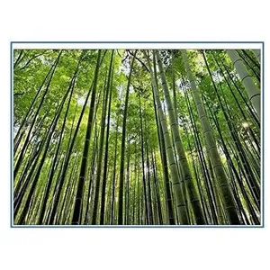 Graines de bambou à croissance rapide – Dendrocalamus Strictus, non-OGM, vente en gros - Product Image 1