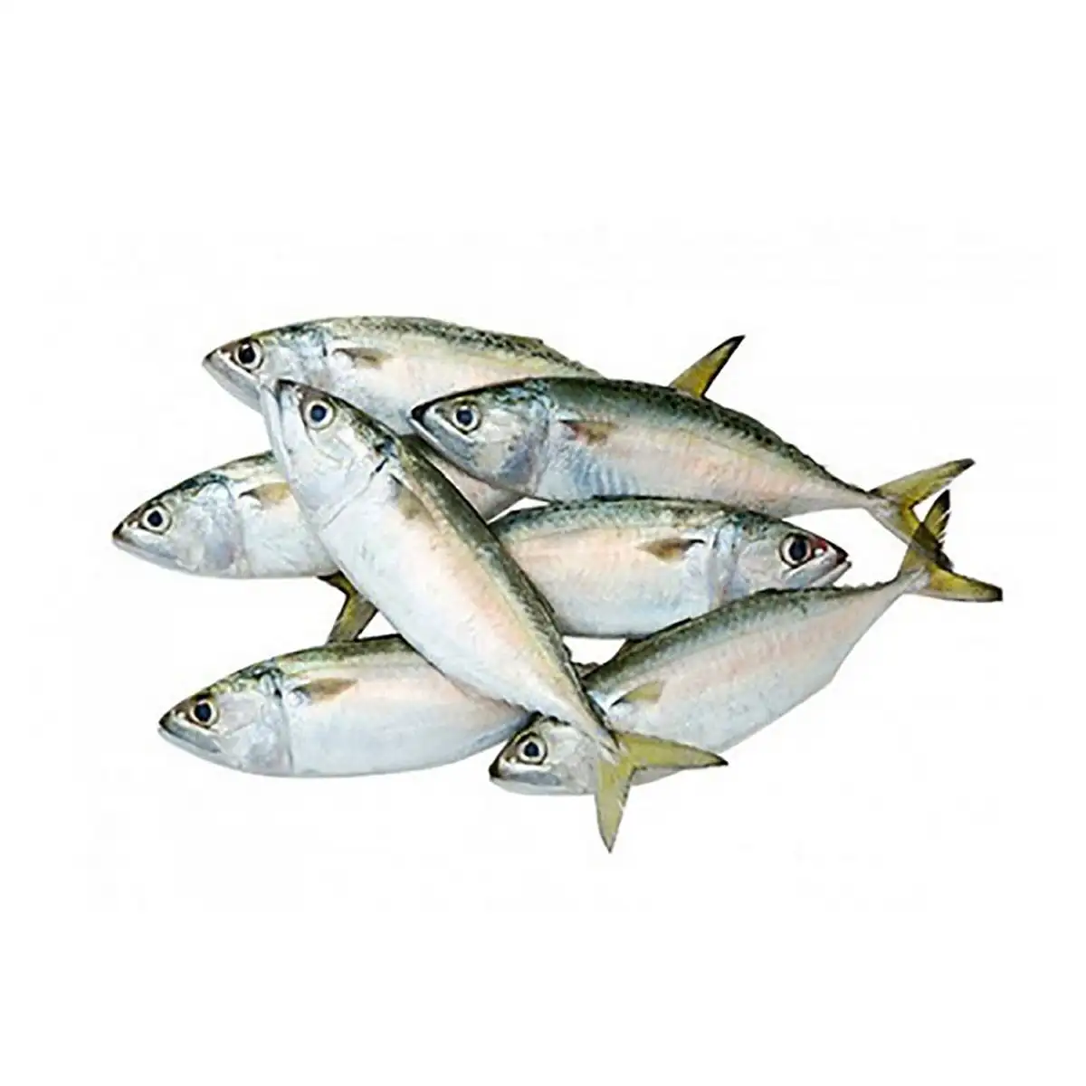 Pescado de caballa congelado disponible para exportación pescado makerel fresco para ventas de exportación pescado makerel fresco