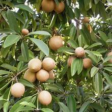 TODA LA ETIQUETA LIMPIA NATURAL FRUTA A BASE DE PLANTAS DE SAPODILLA MADURA CONGELADA PARA UNA DIETA DE REFUERZO INMUNE SALUDABLE - Product Image 6