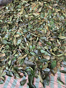 Feuilles de corossol (graviola) séchées pour l'exportation, offrant une qualité constante et un maniement en vrac efficace - Product Image 3