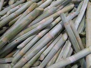 BÂTONS DE CANNE À SUCRE NATURELS CONGELÉS ÉTIQUETTE PROPRE SUPPORT IMMUNITAIRE À BASE DE PLANTES - Product Image 5