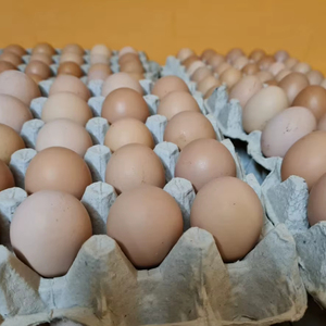 Fresh Brown Table <b>Eggs</b> /Chicken <b>Eggs</b>, Sell At Best Rate Farm Fresh Chicken Table Brown <b>Eggs</b> - Product Image 1