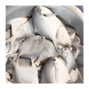 Poisson Pomfret blanc France à vendre en vrac IQF poisson Pomfret en <span class=keywords><strong>argent</strong></span> chinois congelé 300-400gr - Product Image 3