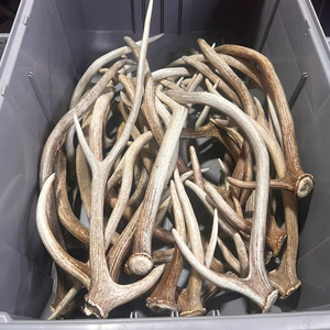 Se venden cuernos de ciervo rojos naturales Premium ideales para taxidermia y fines decorativos - Product Image 4