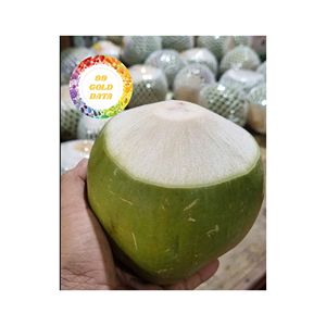 JEUNE NOIX DE COCO FRAÎCHE DU VIETNAM FRUITS TROPICAUX DOUX ET RAFRAÎCHISSANTS BIOLOGIQUES POUR LA PRODUCTION DE BOISSONS - Product Image 4