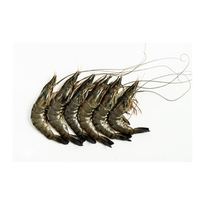 กุ้งลายเสือดำพร้อมส่งจำนวนมาก มีสินค้าพร้อมสต็อกและจัดส่งได้อย่างต่อเนื่อง - Product Image 1